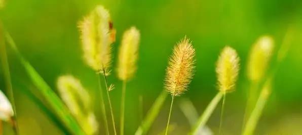 秋 風 秋 風